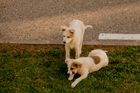 Two puppies playing on the grass in the yard. Selective focus.