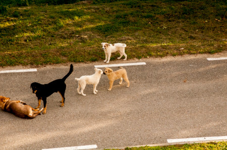 Group of dogs on the road in the park. Selective focus.
