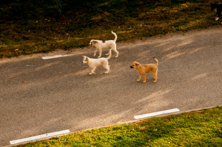 Three dogs standing on the road in the park on a sunny day
