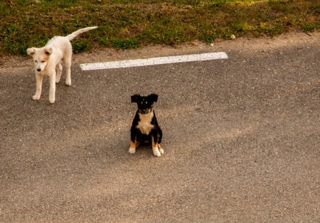 Puppies are standing on the road. Dog is looking at the camera.