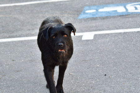Black stray dog on the street. Selective focus. Shallow depth of field.の写真素材