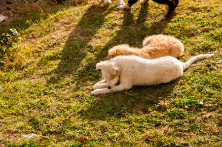 White dog lying on the grass in the park. Selective focus.