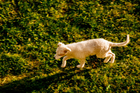 White dog running in the green grass on a sunny summer day.の写真素材