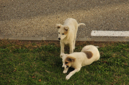 Two puppies on a walk in the park. Selective focus.
