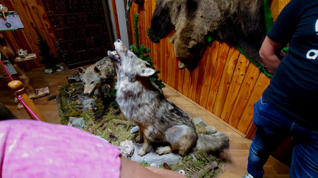 Exhibition of wild animals in MoldoviÈ›a zoo