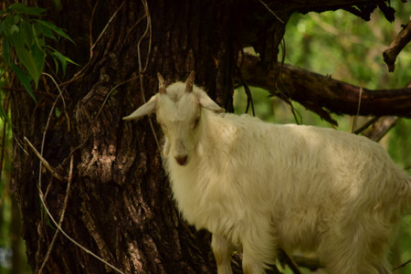 White goat on the tree in the forest. Goat on a treeの写真素材