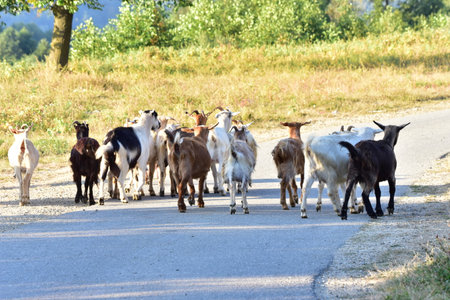 Herd of goats walking on the road in summer day.の写真素材