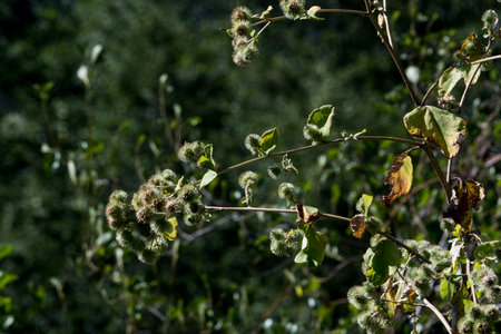 burdock flowers with green leaves in summer forest. Arctium lappa