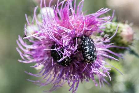 Two black and white beetles mating on a purple thistle flower.