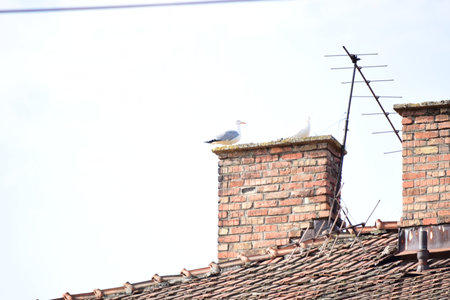 Seagull sitting on the chimney of an old house.の写真素材