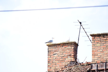 Old roof and chimney with a bird on the roof of the houseの写真素材