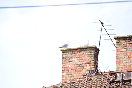 Seagull sitting on the roof of a house.の写真素材