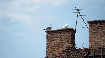 Two seagulls sitting on a chimney of a houseの写真素材