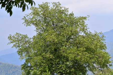 Green leaves of a tree on a background of mountains and blue sky