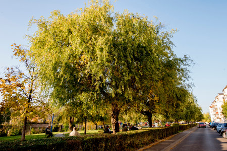 Willow tree in the park on a sunny autumn day. Romania