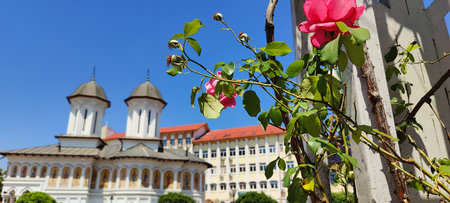 Beautiful pink roses in front of a church.の写真素材