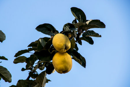 Yellow quince fruit on the tree with blue sky in the backgroundの写真素材