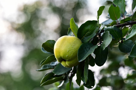 Ripe quince on a tree branch with green leaves in autumn