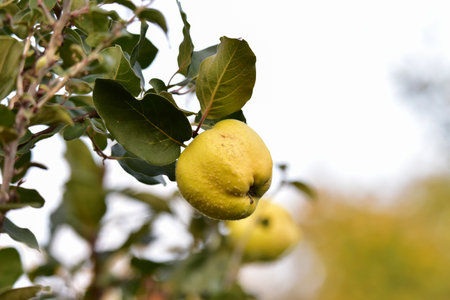 Quince fruit on a tree in an orchard in autumn.