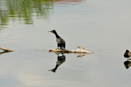 Cormorant on the lake with reflection in the water.