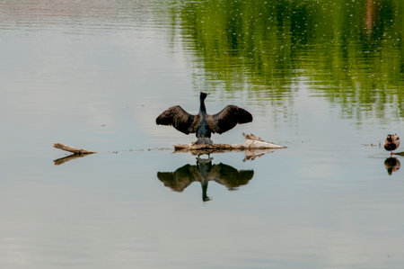 Black cormorant, Phalacrocorax carbo