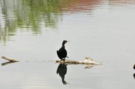 cormorant on the lake with reflection in the water.