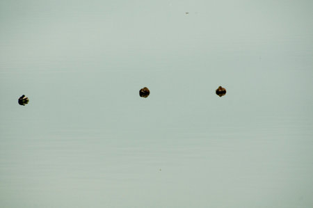 The surface of the water is covered with small black birds and algae.