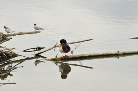 duck on a log in the lake in the morning, nature seriesの写真素材
