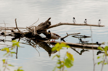 ducks on the lake in the spring, beautiful photo digital picture