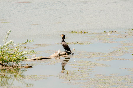 Cormorants in the lake. Shallow depth of field.