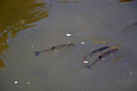 Fish swimming in the river, closeup of photo, north China