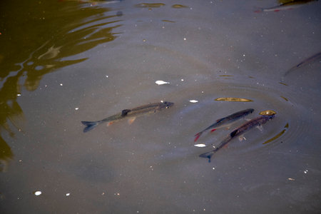 Fish swimming in the pond in the city park in the summer.の写真素材