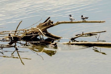 birds on the tree in the lake, photo as a background