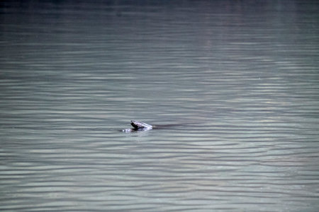 Turtle on the water in the lake, closeup of photo
