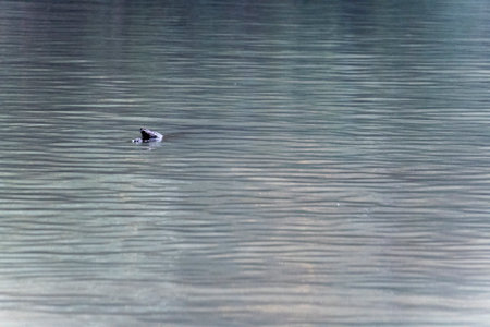 A view of a duck swimming on a lake in the morning.