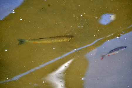 fish in the water, closeup of photo, beautiful photo digital picture