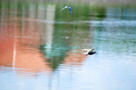 Bird flying over the water in a city park with reflection of buildingsの写真素材
