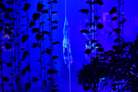 Silhouettes of plants in the aquarium at night. Blue light