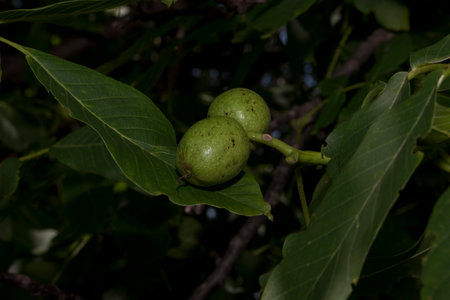 Green walnuts on a tree branch in a garden in the summerの写真素材