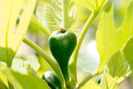 Green figs growing on the branches of a tree in the garden