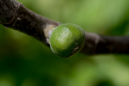 Macro image of a green fig fruit on a tree branch.