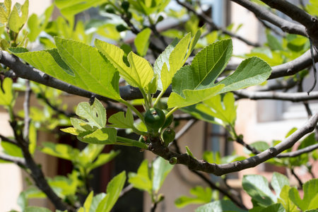 Fig tree branch with fruits and green leaves on a sunny day.