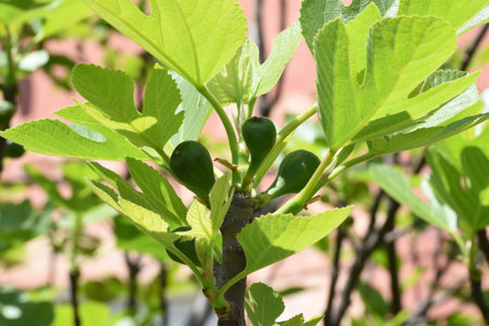 Green figs on the branch of a fig tree in the garden