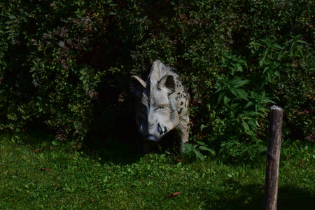 Grazing white goat in the garden on a sunny summer dayの写真素材
