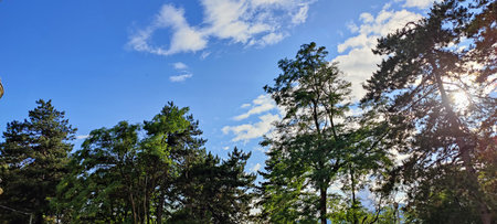 panoramic view of the trees in the forest on a sunny dayの写真素材
