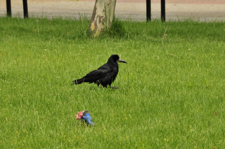 Black crow on a green meadow with a blue bird in the background