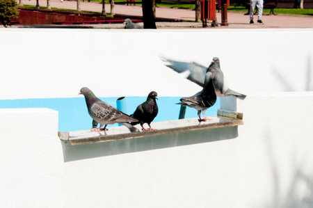 Pigeons on the wall in the park. Close-upの写真素材