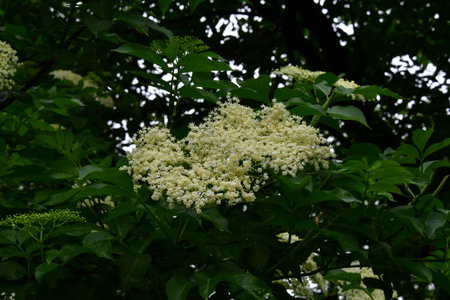Elderberry bush with white flowers in the garden on a sunny summer dayの写真素材