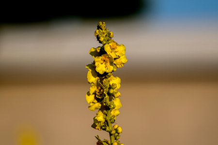 Closeup of mullein (Verbascum verrucosum)