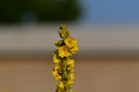 A closeup of a yellow mullein flower with blurred background.